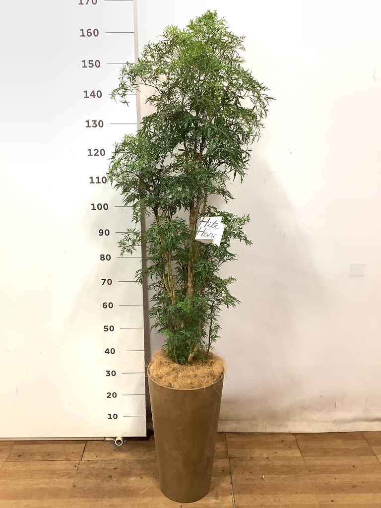 観葉植物 ポリシャス スターシャ 8号 インティ シリンダー 付き | 観葉