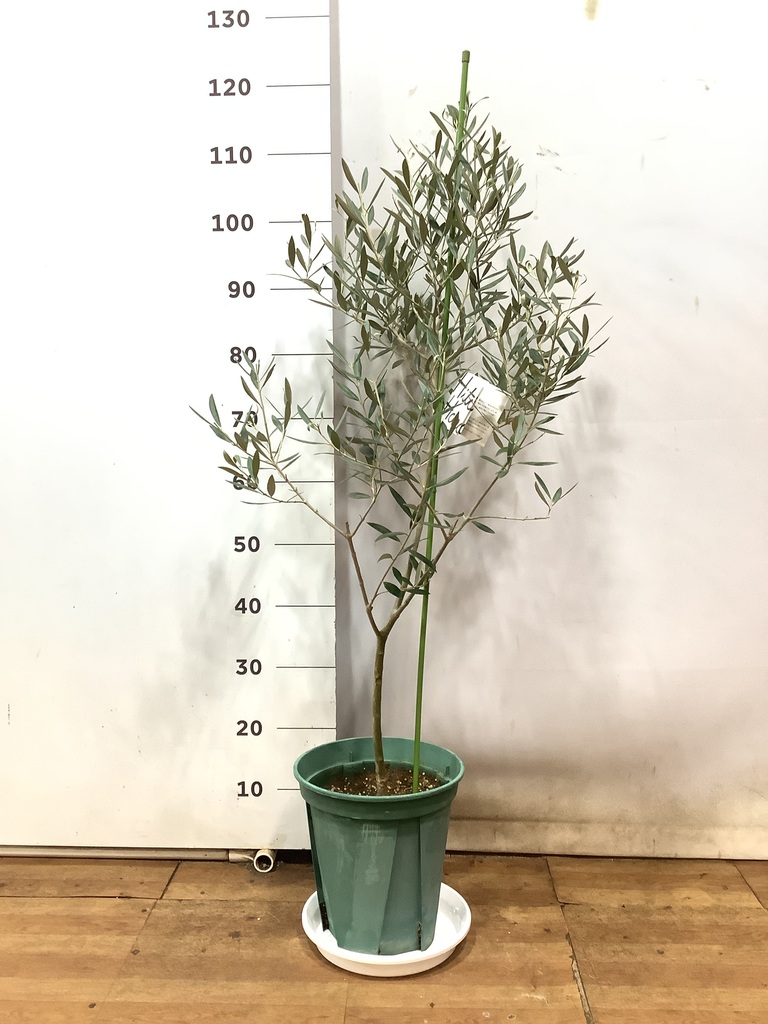 オリーブの木 オヒブランカ 観葉植物 オリーブの木 8号 オヒブランカ プラスチック鉢 / 小倉園