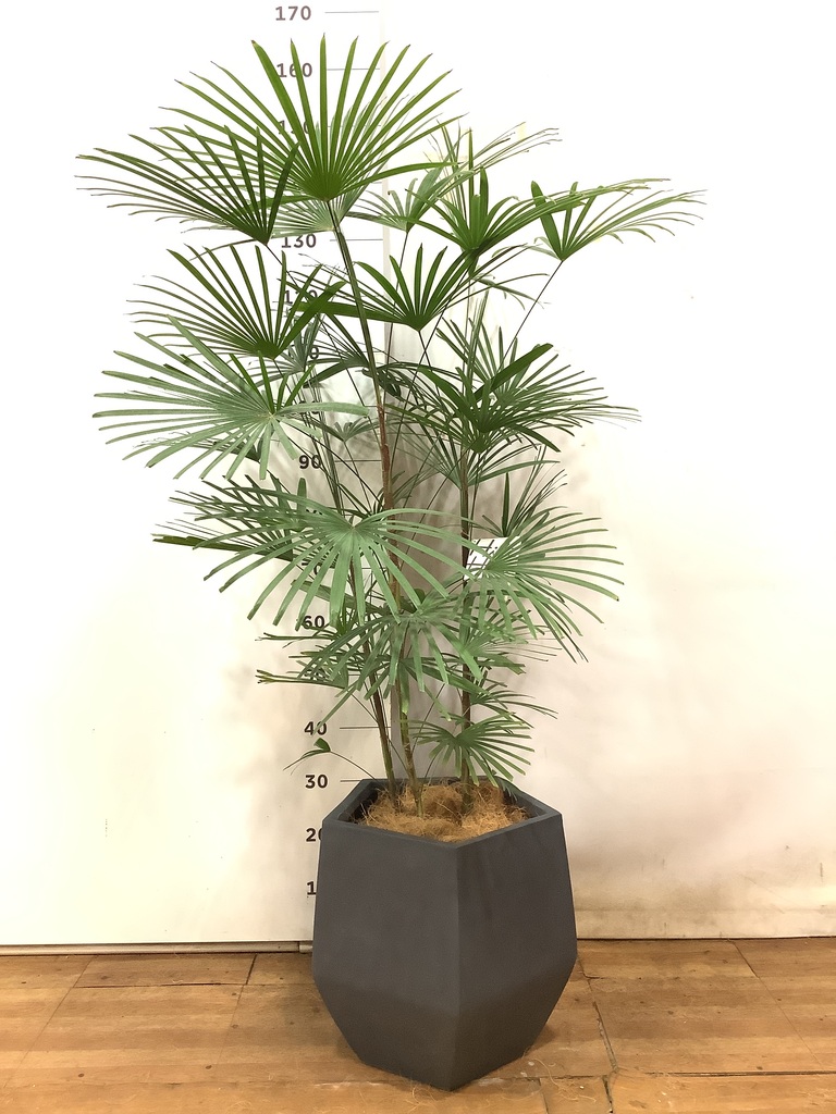 雲南シュロ竹 ウンナンシュロチク 8号サイズ