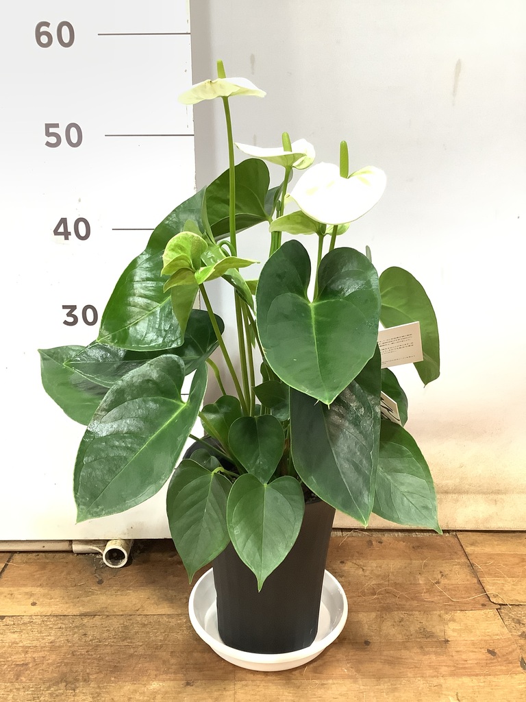 観葉植物 アンスリウム 6号 ホワイト プラスチック鉢 | 観葉植物なら