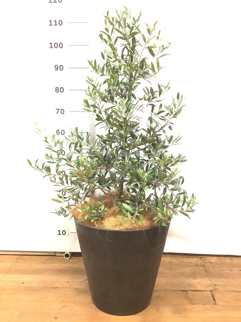 6328 実付き☆オリーブアルベキーナ？ 約2.65m 15号 大型 オリーブの木