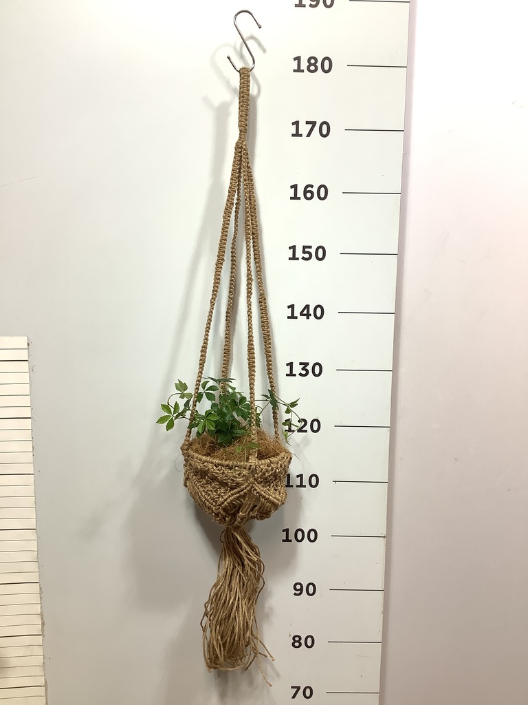 観葉植物 シュガーバイン 3号 ポットハンガー 55 K （アート