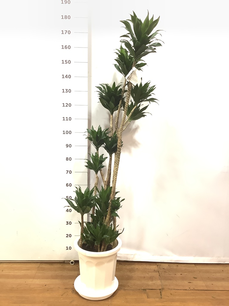 観葉植物 ドラセナ コンパクター 10号 プラスチック鉢 | 観葉