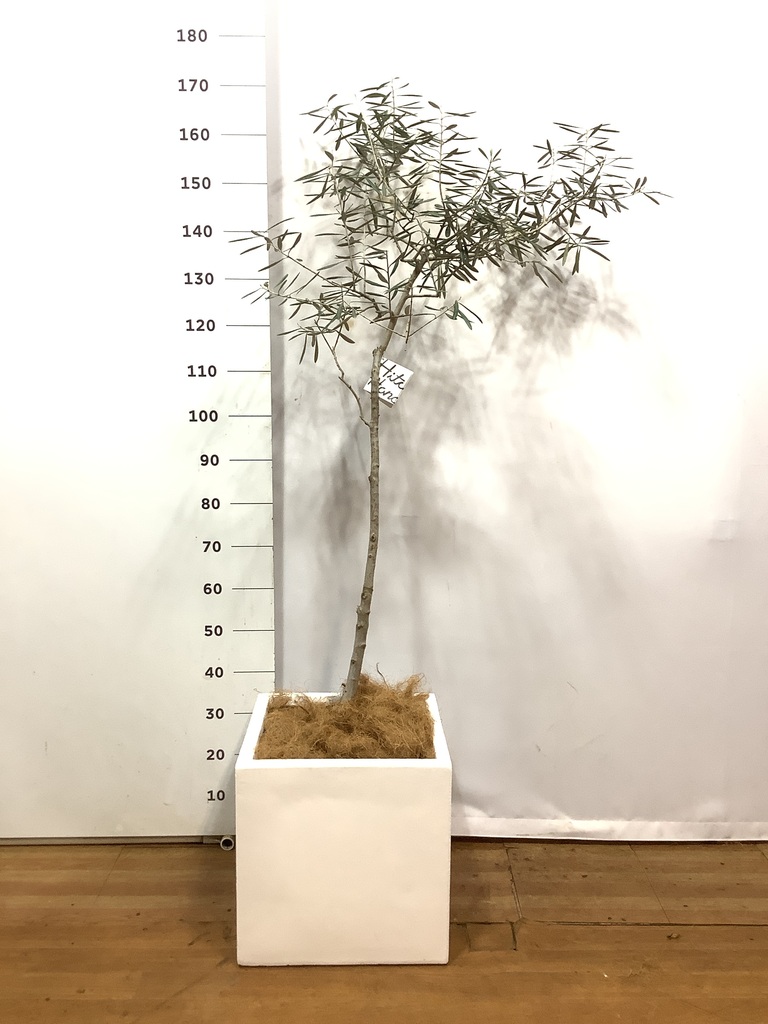 さっちゃん　オリーブの木　デルモロッコ　　ブラックイタリアン さっちゃん様専用 オリーブの木 デルモロッコ ブラックイタリアン