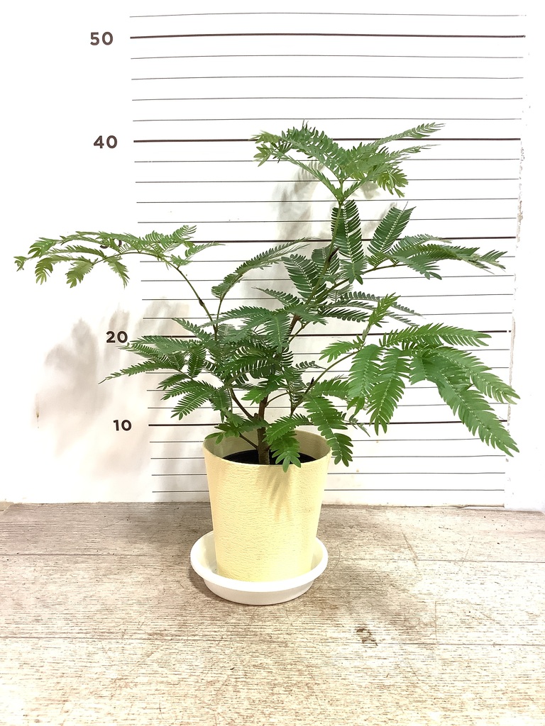 観葉植物 エバーフレッシュ 4号 ボサ造りラスターポット 付き | 観葉