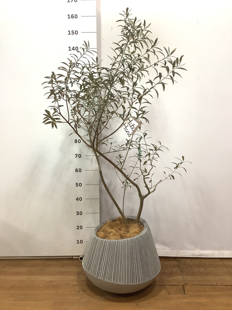 観葉植物 オリーブの木 8号 ワンセブンセブン エコストーントール