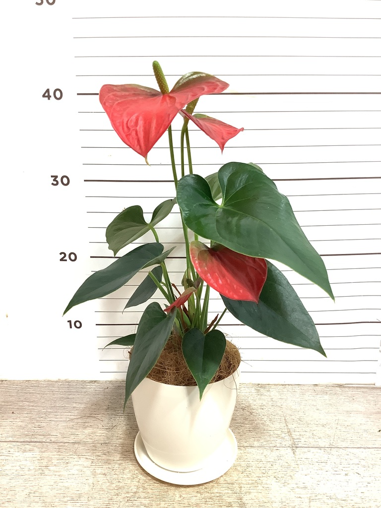 観葉植物 アンスリウム 4号 レッド Mango Wood(マンゴーウッド