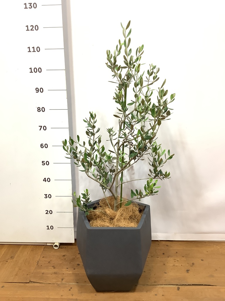 観葉植物 オリーブ 8号 ルッカ ファイバークレイ Gray 付き