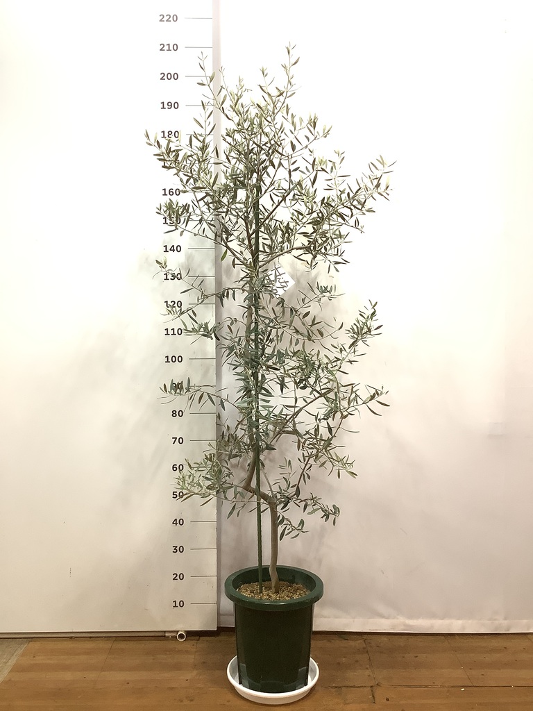 観葉植物 オリーブの木 10号 ペンドリノ セドナロング 墨 付き / 小倉