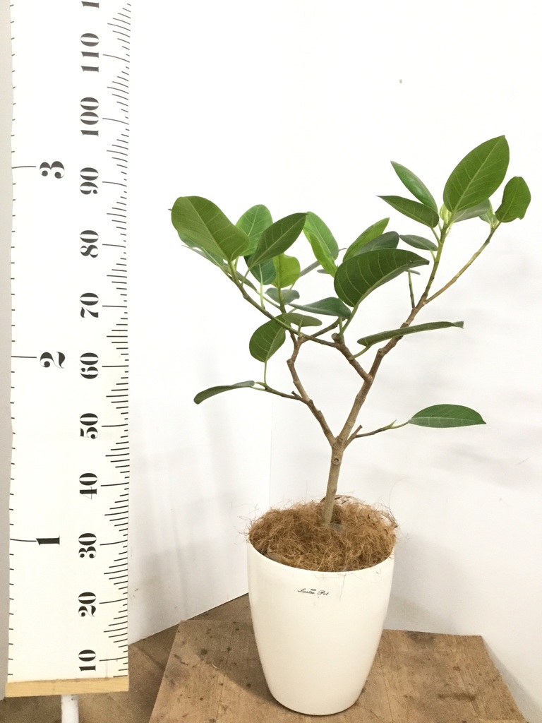 フィカス TcMa 観葉植物 フィカス 1124 A 52662 不二貿易 観葉植物 | ホームセンター