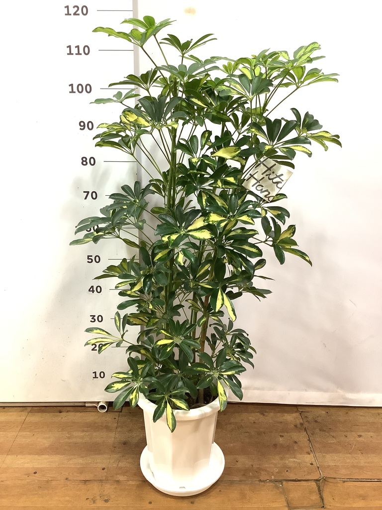 観葉植物 シェフレラ（カポック） 8号 斑入り プラスチック鉢 | 観葉