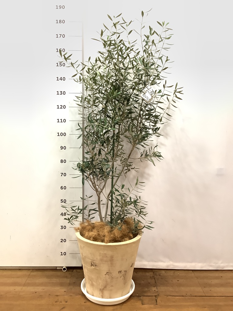 観葉植物 オリーブ 10号 チプレッシーノ エコストーンwhite 付き