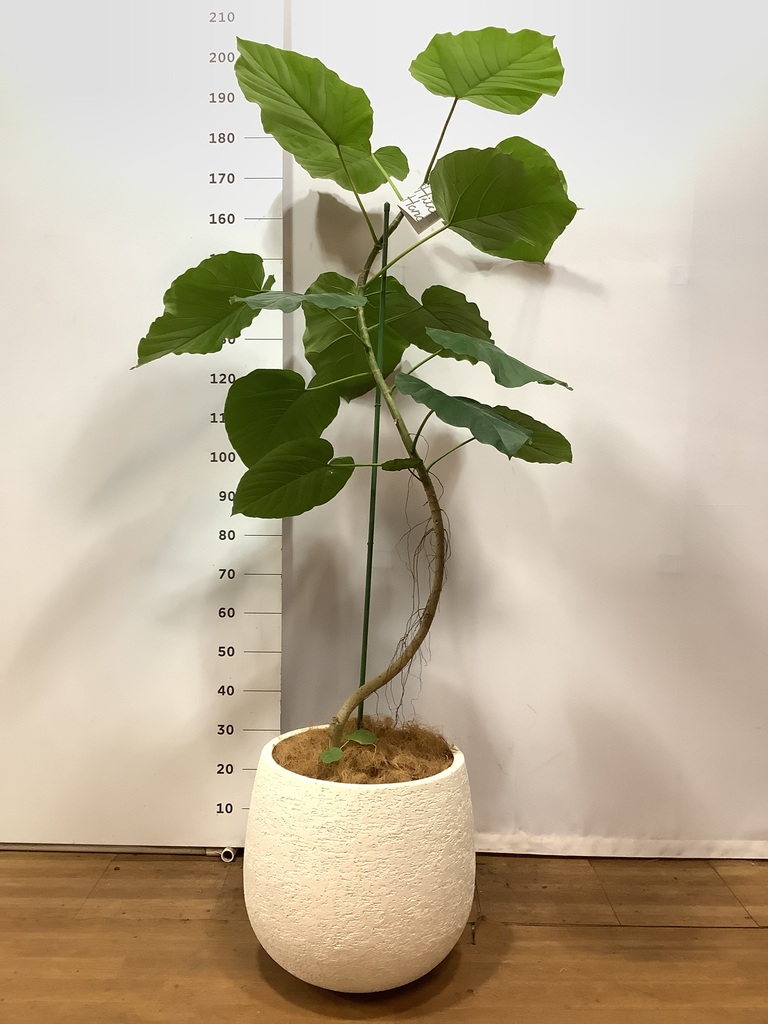 フィカス ウンベラータ 180cm 10号 直線　かご付き　現地取引　長野県 観葉植物 フィカス ウンベラータ 10号 曲がり 竹バスケット 付き