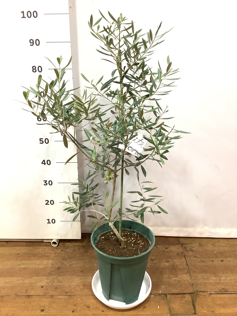 オリーブの木　デルモロッコ　8号　約120cm　K-324　希少品種　現品掲載 観葉植物 オリーブ 8号 デルモロッコ プラスチック鉢 / 小倉園 | 観葉