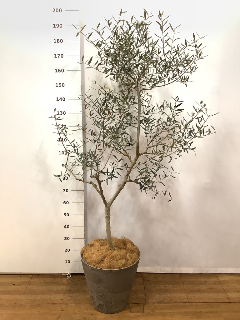 観葉植物 オリーブの木 10号 ペンドリノ アルマ ミドル 付き / 小倉園