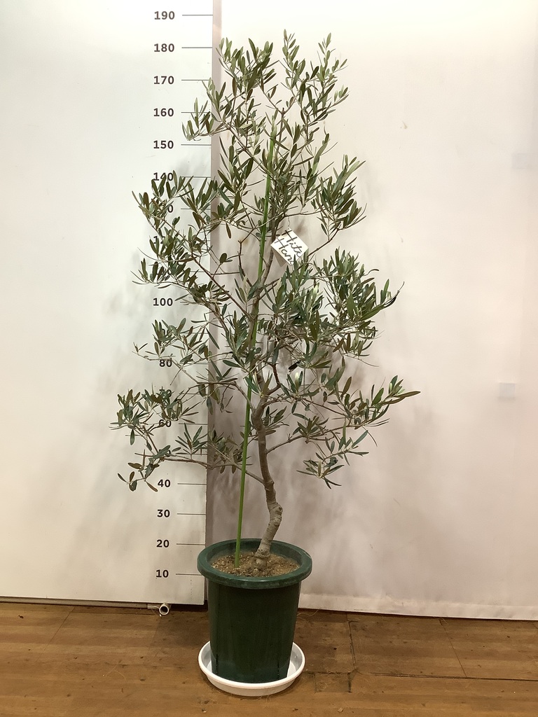 観葉植物 オリーブ 10号 バルネア プラスチック鉢 / 小倉園 | 観葉植物