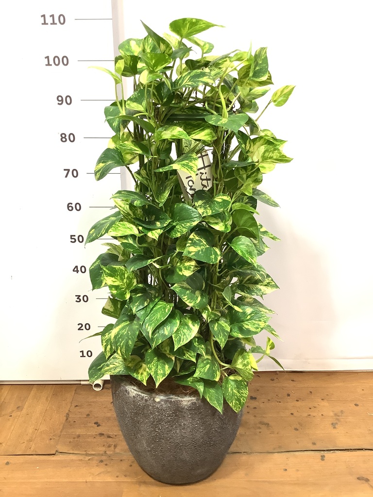 観葉植物 ポトス 8号 アビスソニア ミドル 灰 付き | 観葉植物なら