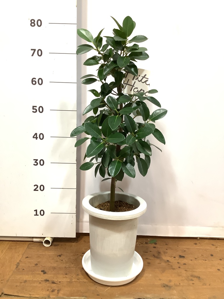 観葉植物 フランスゴムの木 7号 ノーマル プラスチック鉢 | 観葉