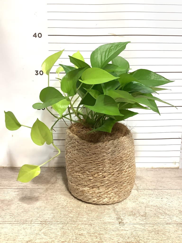 観葉植物 ポトス 4号 ライム ジュートポット 1 付き | 観葉植物