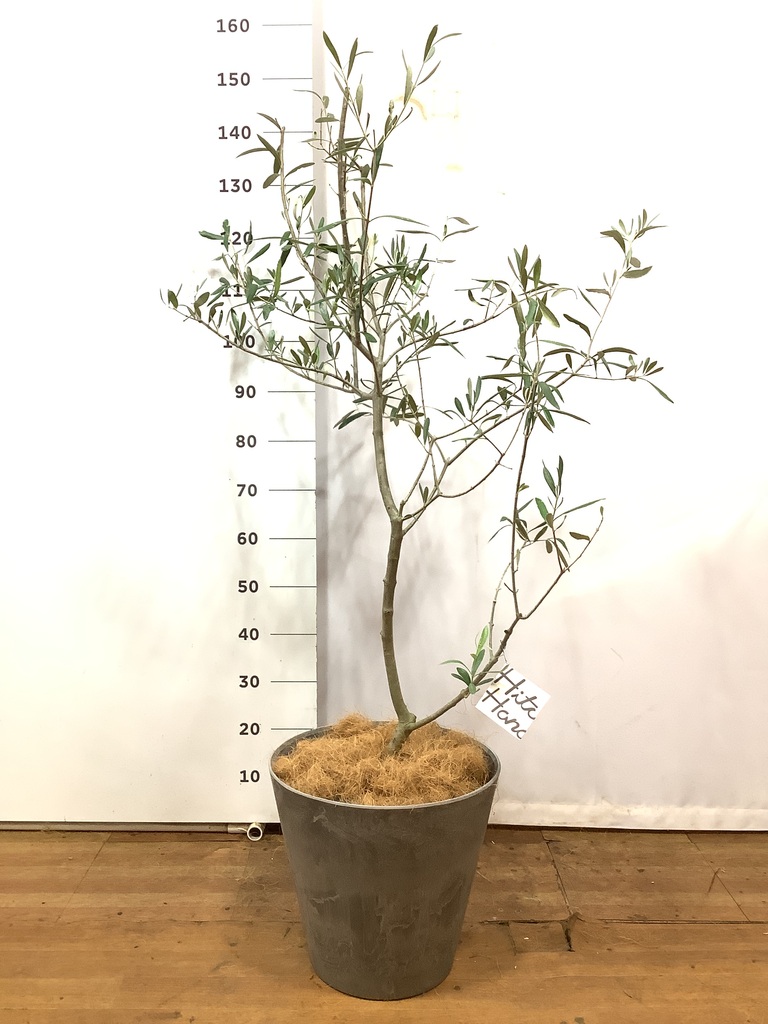 観葉植物 オリーブの木 8号 コラティーナ (コラチナ) コーディル