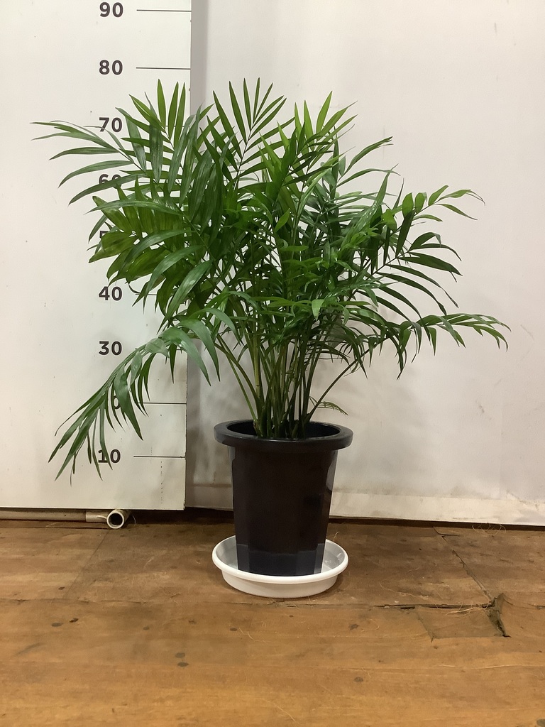 観葉植物 テーブルヤシ 7号 プラスチック鉢 | 観葉植物ならHitoHana