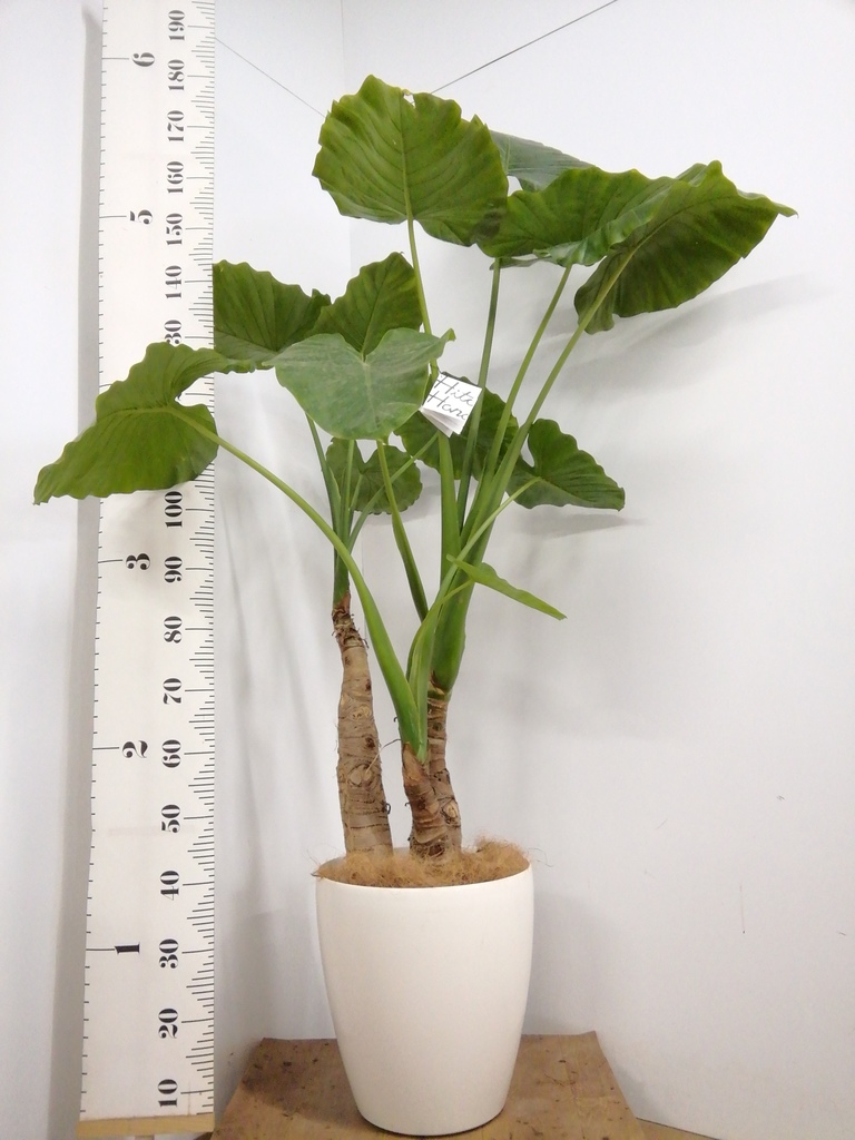 観葉植物 アロカシア 10号 オドラ（クワズイモ） サブリナ 白