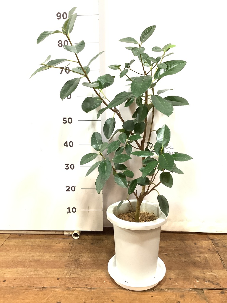 観葉植物 フランスゴムの木 7号 ノーマル プラスチック鉢 | 観葉植物