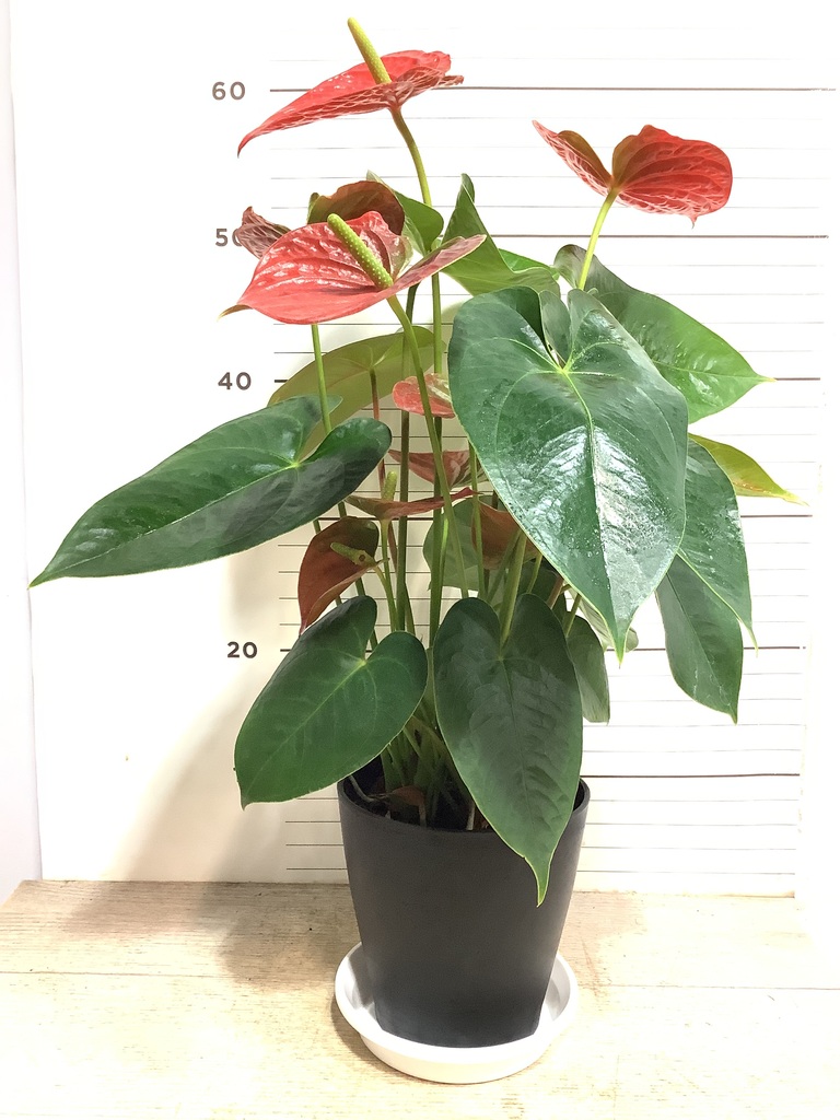 観葉植物 アンスリウム 5号 レッド プラスチック鉢 | 観葉植物なら