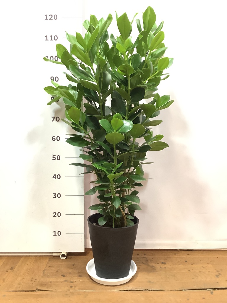 クルシアロゼアプリンセス(100cm) □鉢植えし観葉植物 クルシアロゼアプリンセス(100cm) □鉢植えし観葉植物