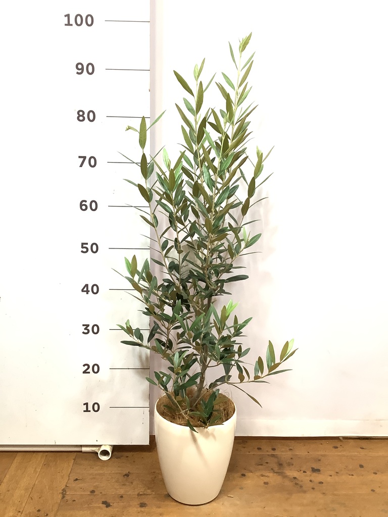 観葉植物 オリーブの木【28cm】5号 ひなかぜ 盆栽仕立て プラスチック