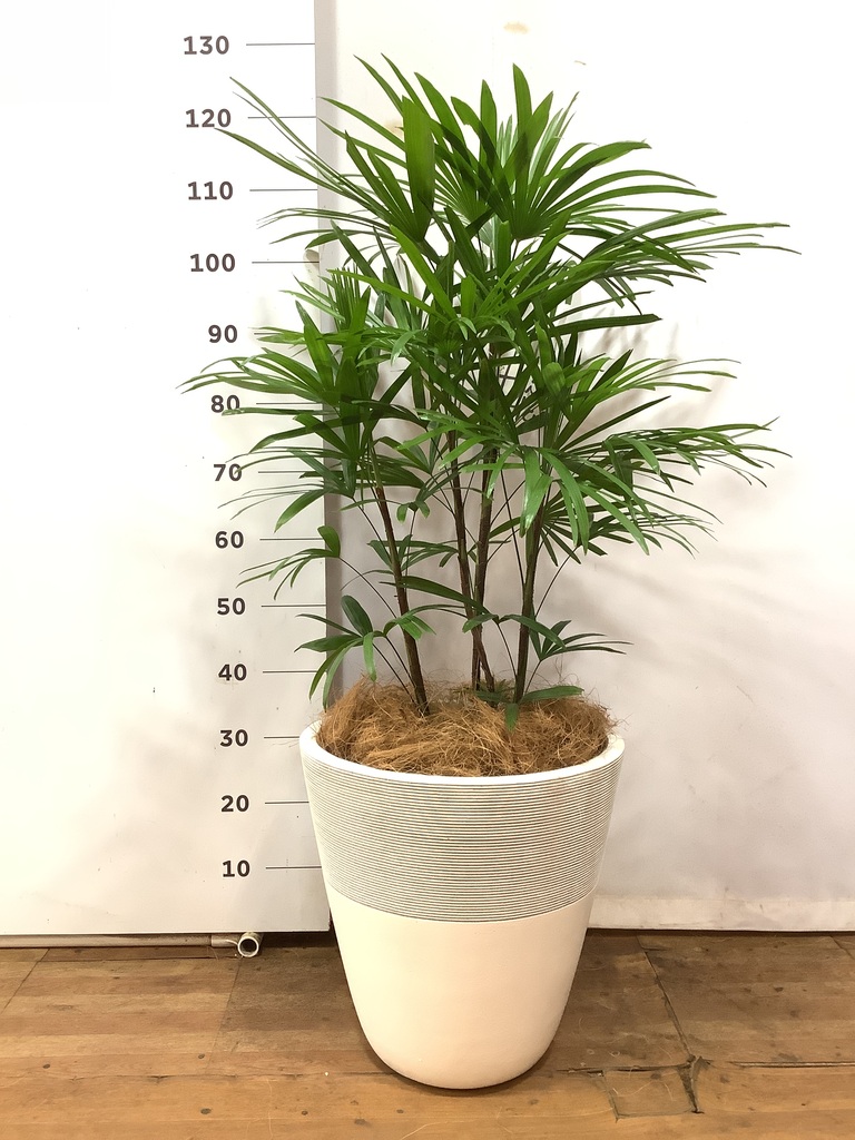 観葉植物 シュロチク（棕櫚竹） 8号 ジュピター 白 付き | 観葉植物