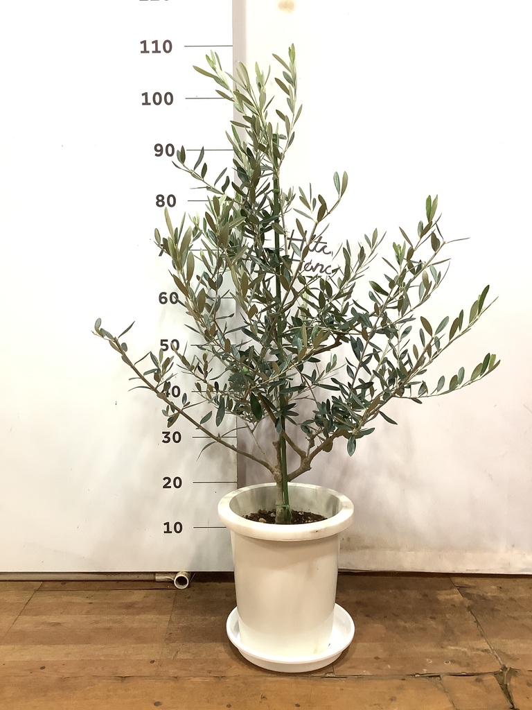 オリーブの木　コレッジョラ　10号　約70cm　K-232　現品掲載　古木 オリーブの木 コレッジョラ 10号 約70cm K-232 現品掲載 古木 オリーブの木