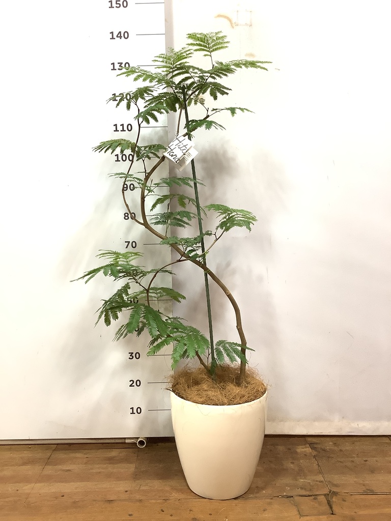 観葉植物 エバーフレッシュ 8号 曲り ビトロ エンデガ ターコイズ