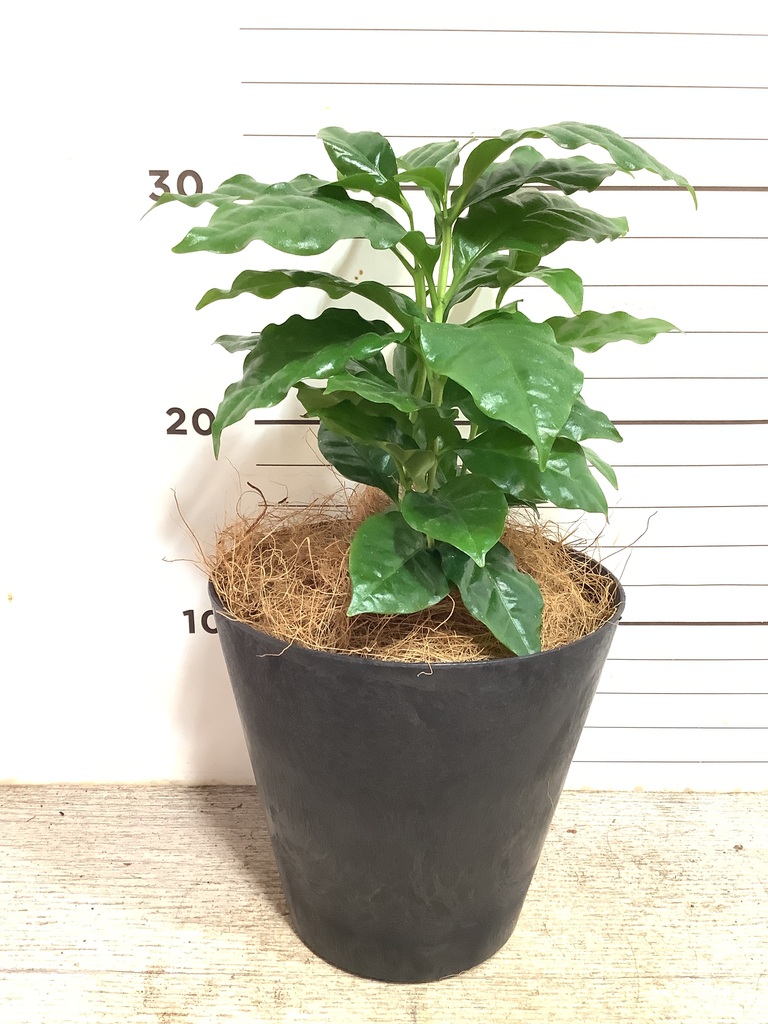 お*す様 【大型】コーヒーの木1m以上コーヒーの花のつぼみあり 観葉植物 コーヒーの木 3号 エステル 1 & スタンド 付き