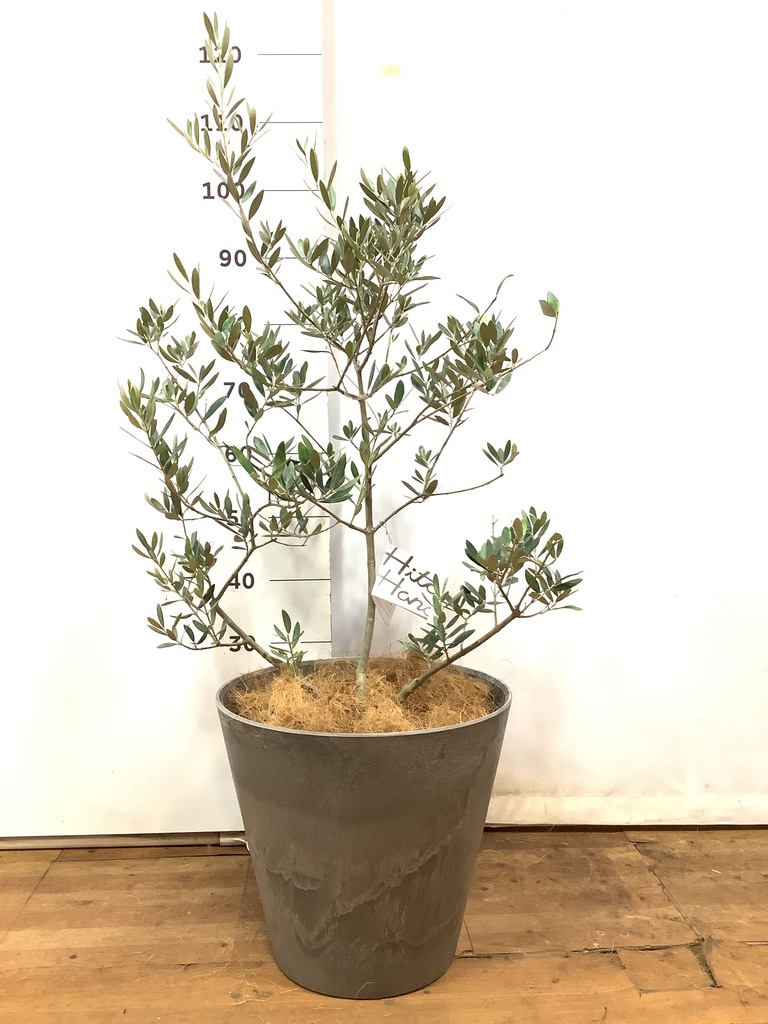 観葉植物 オリーブの木 8号 ピクアル アートストーン ラウンド グレー 