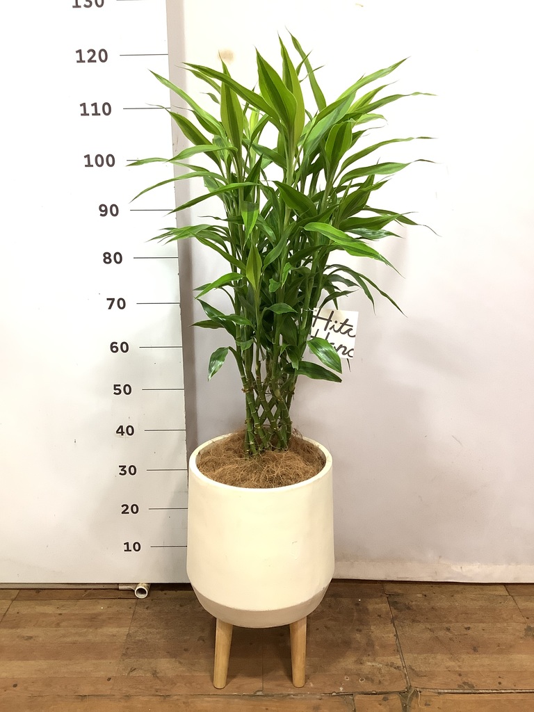 観葉植物 ドラセナ ミリオンバンブー（幸運の竹） 7号 ゴールド Sheer