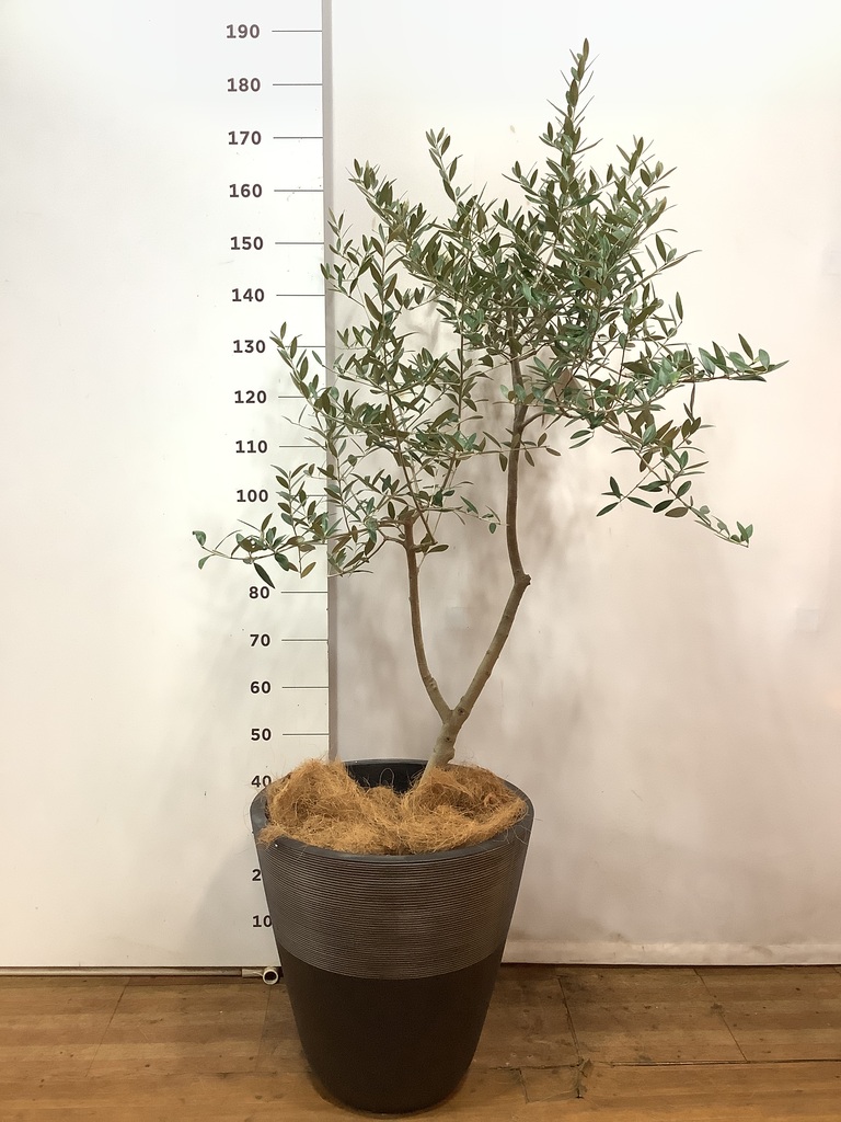 観葉植物 オリーブ 10号 レッチーノ ジュピター 黒 付き | 観葉