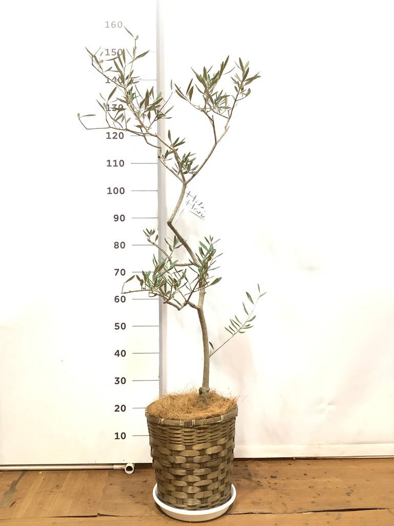 【現品】オリーブの古木　ハーディーズマンモス　ギリシャ原産　8号　Gか番 現品】オリーブの古木 ハーディーズマンモス ギリシャ原産 8号 Gか番