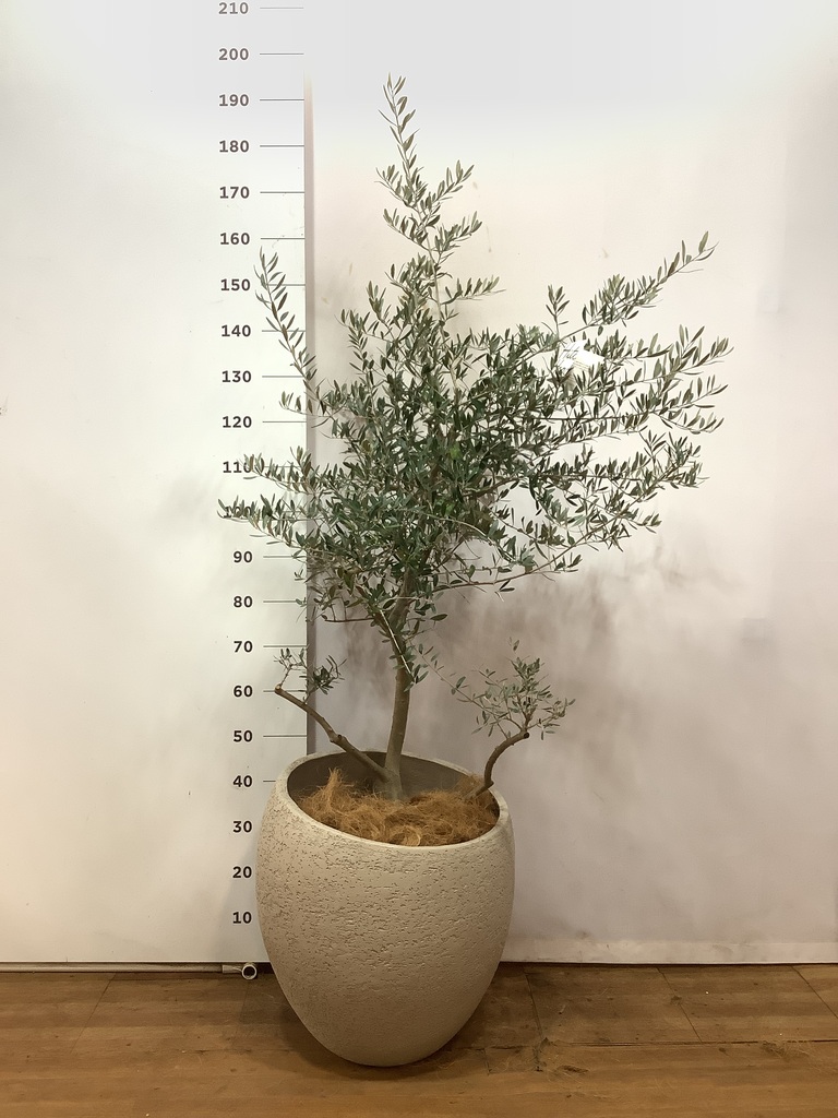 観葉植物 オリーブの木 10号 ペンドリノ セドナロング 墨 付き