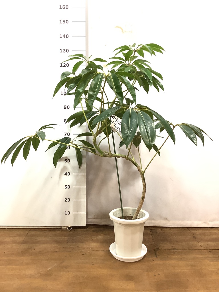 ツピダンサス　曲がり　高さ約100㌢　8寸 tupidanthus-magari-1_1.jpg?