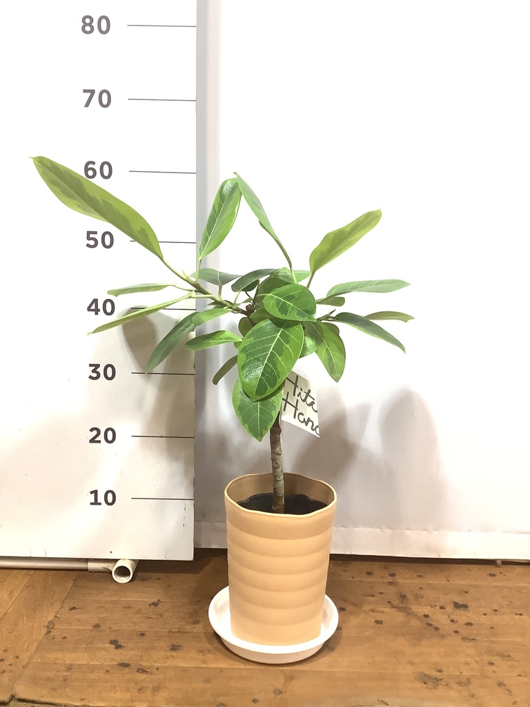 観葉植物 フィカス アルテシーマ 6号 ストレート プラスチック鉢