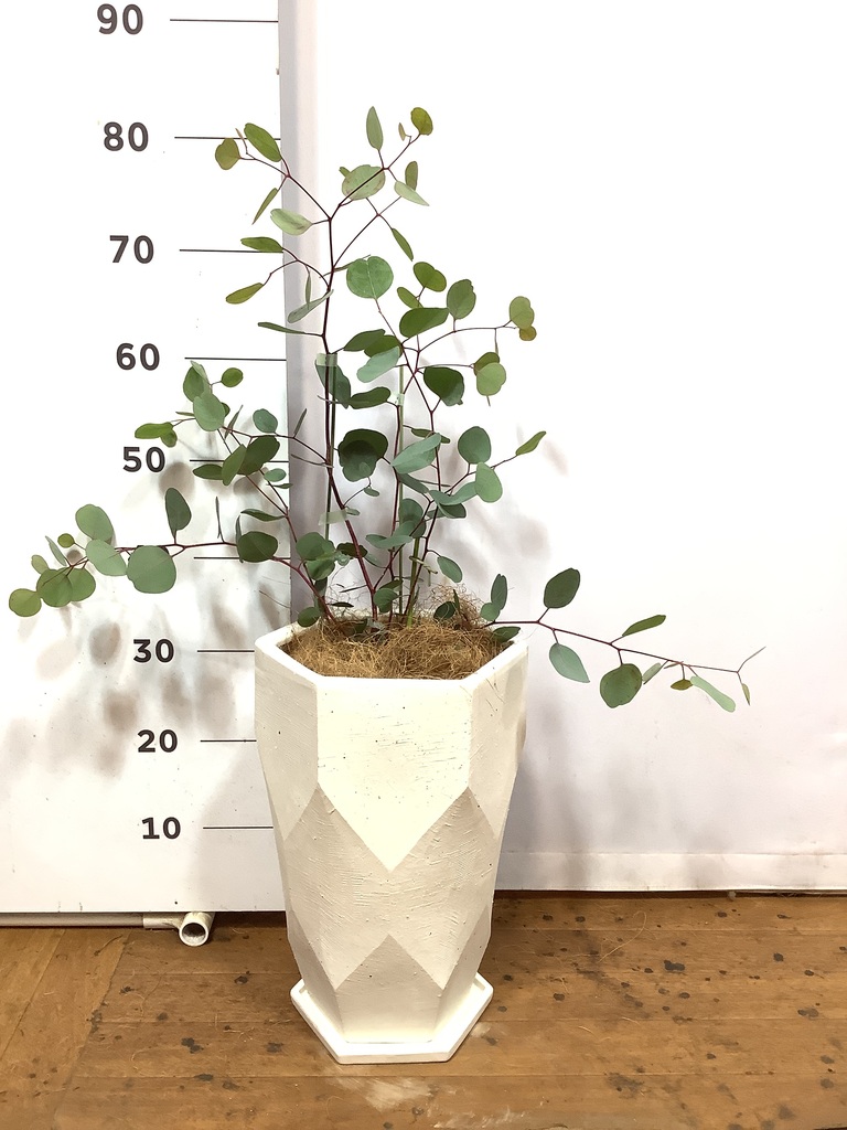 ユーカリ　ポポラス　/ 69 I found a huge eucalyptus (Populus) on the side of the road
