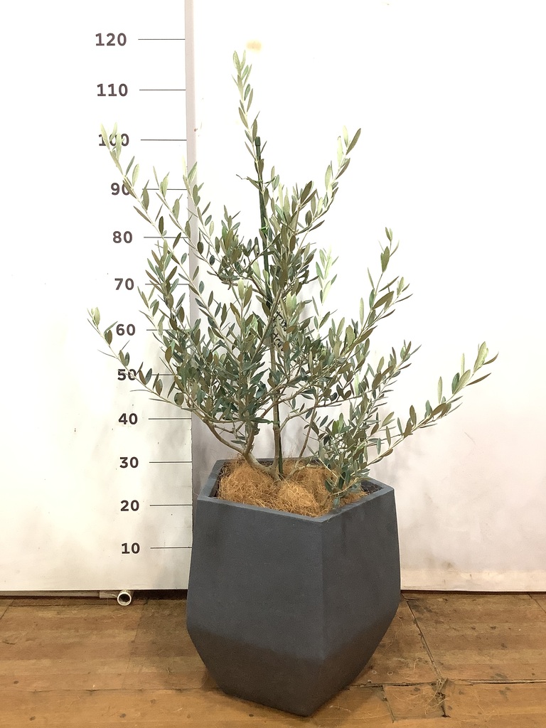 オリーブの木 コレッジョラ | 観葉植物通販HitoHana(ひとはな)