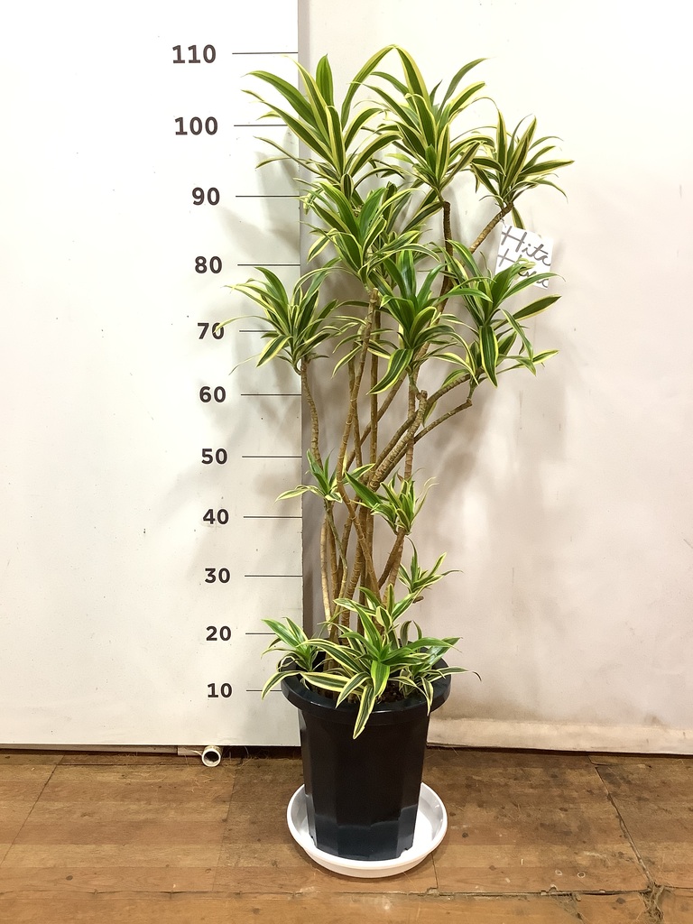 観葉植物 ドラセナ ソング オブ インディア 8号 プラスチック鉢
