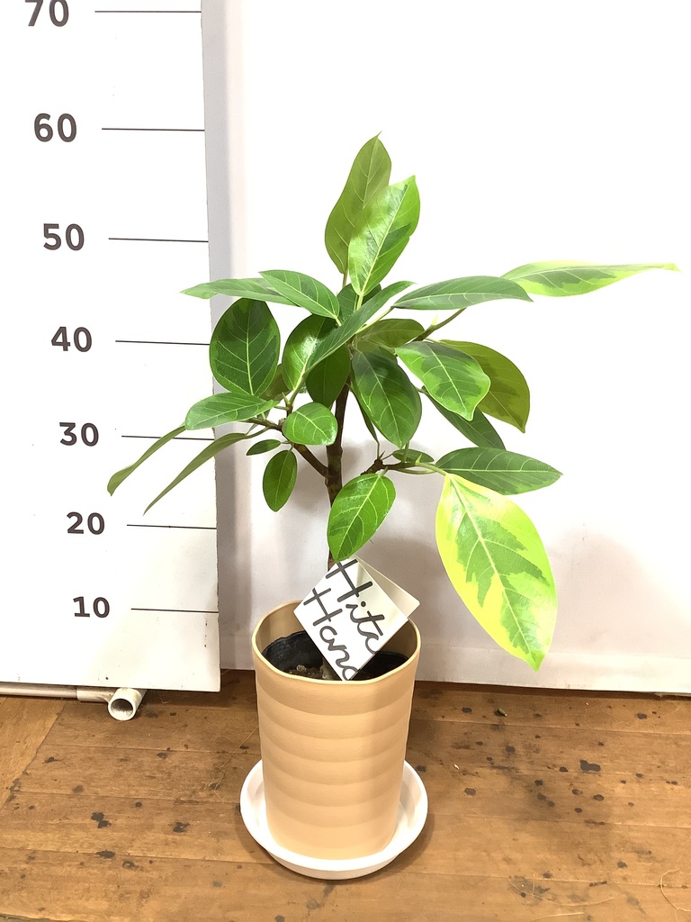 観葉植物 フィカス アルテシーマ 6号 ストレート プラスチック鉢