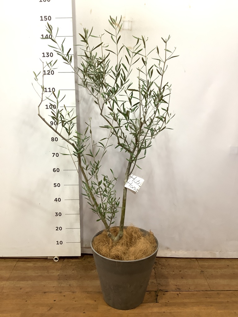 観葉植物 オリーブの木 8号 コラティーナ (コラチナ) エコストーン