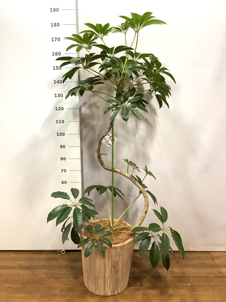 観葉植物 ツピダンサス 10号 曲り ウッドプランター 付き | 観葉