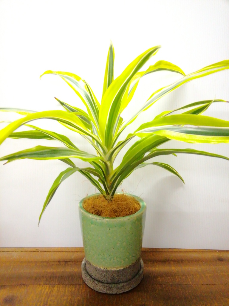 観葉植物 ドラセナ ワーネッキー レモンライム 4号 プラスチック鉢