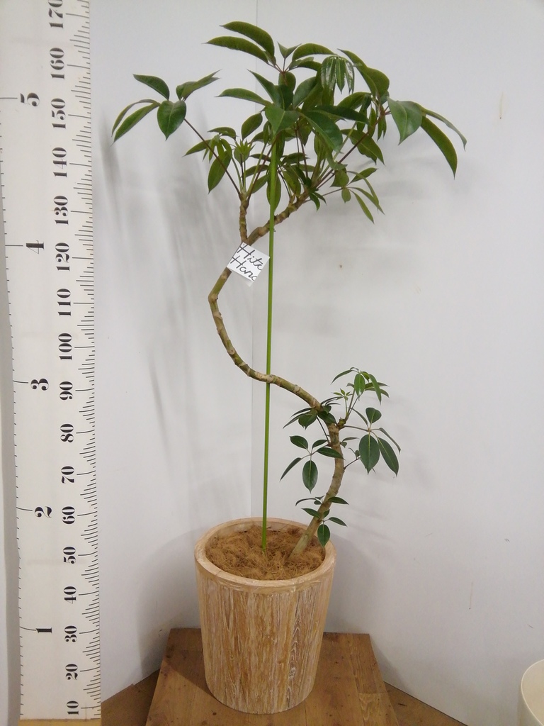 観葉植物 ツピダンサス 10号 曲り ウッドプランター 付き | 観葉