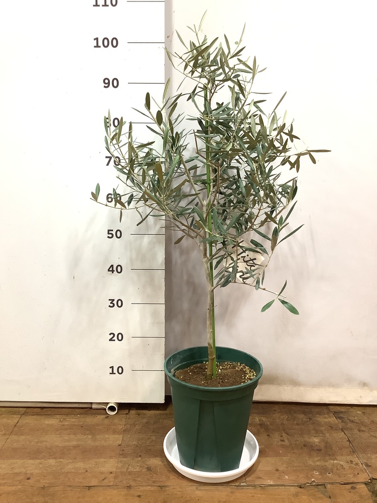 観葉植物 オリーブ 8号 デルモロッコ プラスチック鉢 / 小倉園 | 観葉